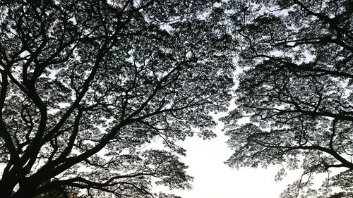 Low angle view of trees