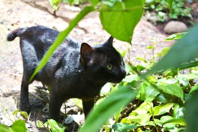 Close-up of a black cat
