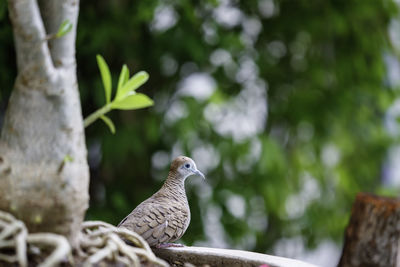 Bird perching on a tree