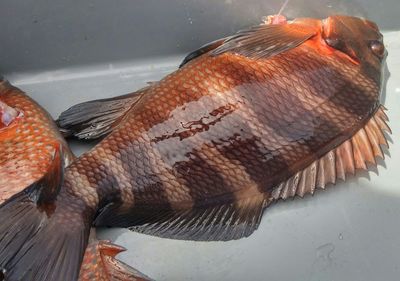 Close-up of fish