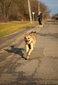 Dog walking on road