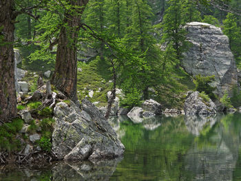 Scenic view of lake in forest