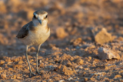 Close-up of a bird on land