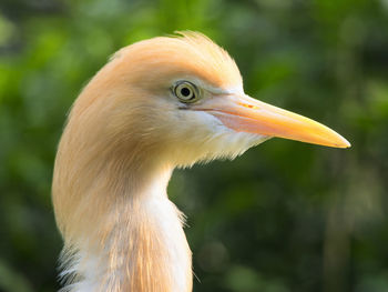 Close-up of bird