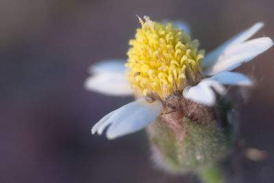 Close-up of yellow flower