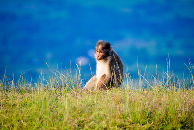 Young woman looking away while sitting on land