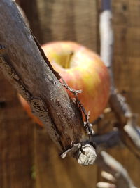 Close-up of crab on wood