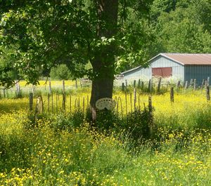 Plants growing on field