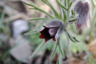 Close-up of flower on plant