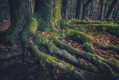 View of tree trunks in forest