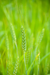 Close up of young green wheat on the field