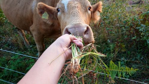 Cropped image of person hand feeding outdoors