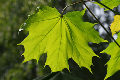 Close-up of leaves