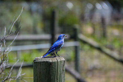 Close-up of bird perching on wooden post