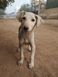 Portrait of dog looking at city
