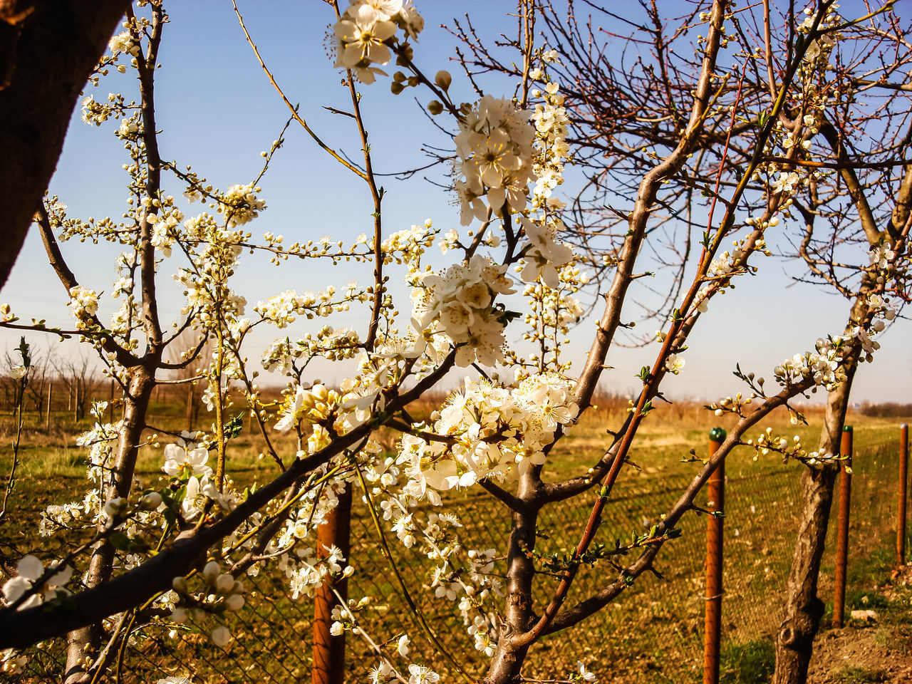 CLOSE-UP OF FLOWERING PLANTS ON TREE AGAINST SKY