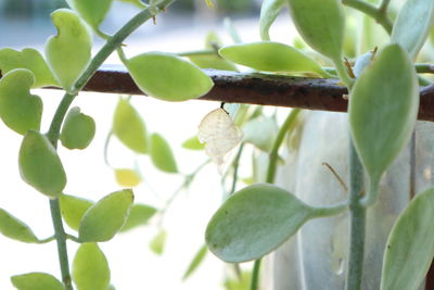 Close-up of fruit growing on tree