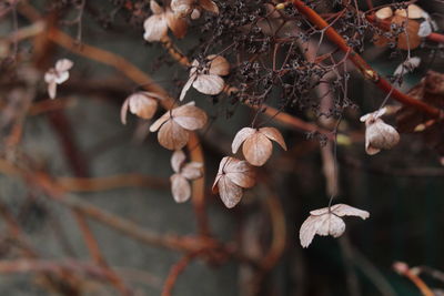 Close-up of wilted plant