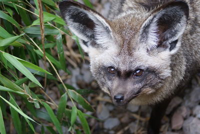 High angle view portrait of bat eared fox