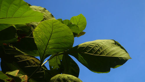 Low angle view of plant against clear blue sky