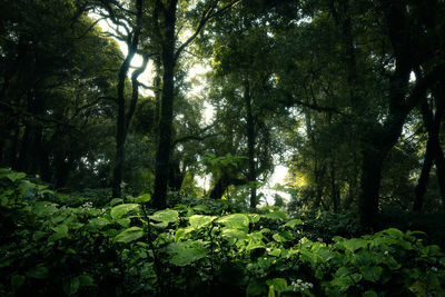 Trees in forest