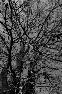 Low angle view of bare tree against sky