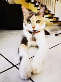 Portrait of cat sitting on floor