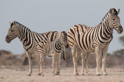 Zebra standing in a row