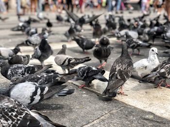 High angle view of pigeons perching on footpath