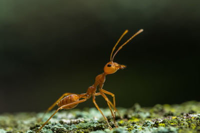 Close-up of insect