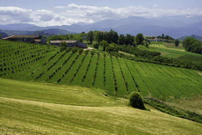 Scenic view of agricultural field against sky