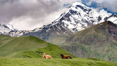 Cows grazing on snowcapped mountains against sky