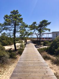 Boardwalk amidst trees against sky