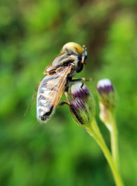 Close-up of bee on purple flower