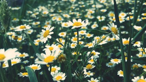 Close-up of flowers blooming outdoors