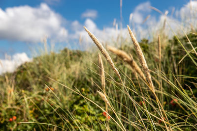 Close-up of stalks in field against sky