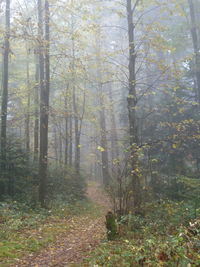 Trees in forest