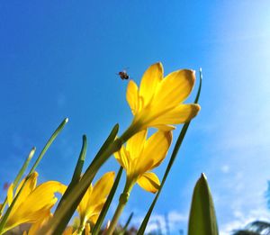 Low angle view of yellow flowers blooming against blue sky