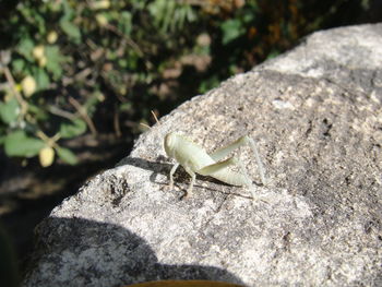 Close-up of insect on rock