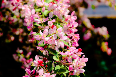 Close-up of pink flowering plant