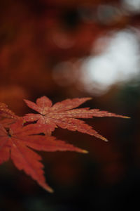 Close-up of maple leaves on plant