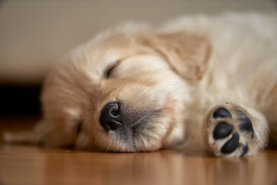 Close-up of a dog sleeping on floor