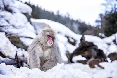 Monkey on snow covered field