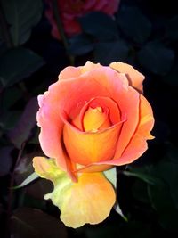 Close-up of rose blooming outdoors