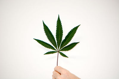 Close-up of hand holding plant against white background