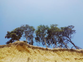 Low angle view of trees against clear sky