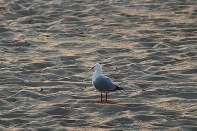 View of birds in water