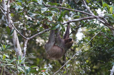 Low angle view of monkey on tree in forest