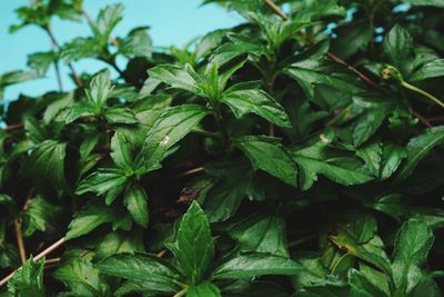 Close-up of green leaves