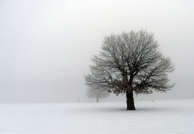 Bare tree on snow covered field
